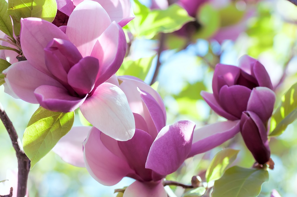 Magnolia, foto ver0nicka