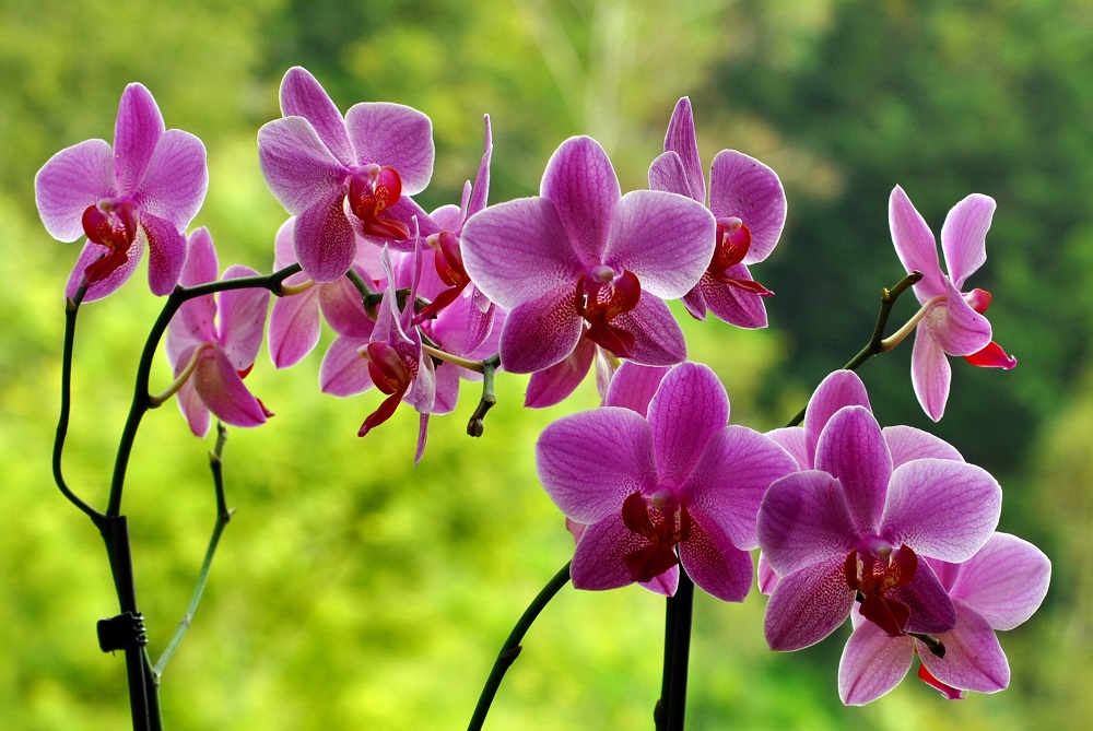 Orhidee, foto Marian Lazaro